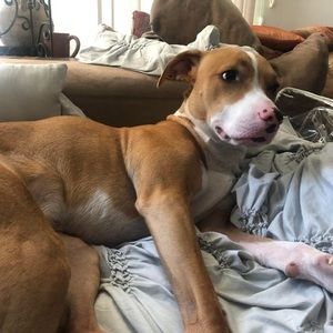 Meet your Posher, Lenny